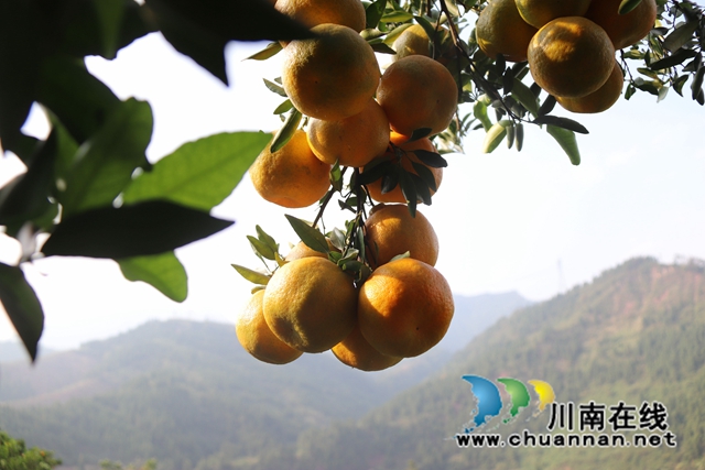 永吉椪柑 (1).jpg