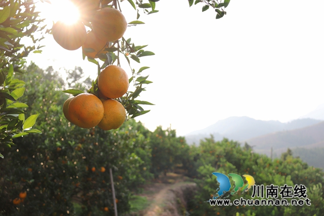 永吉椪柑 (2).jpg