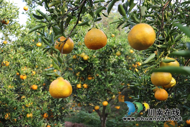 永吉椪柑 (4).jpg