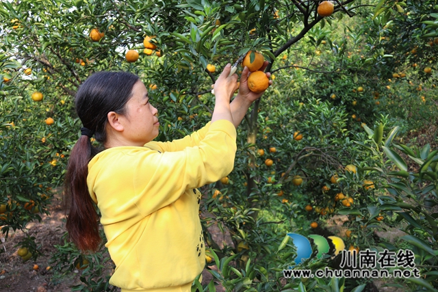 永吉椪柑 (3).jpg