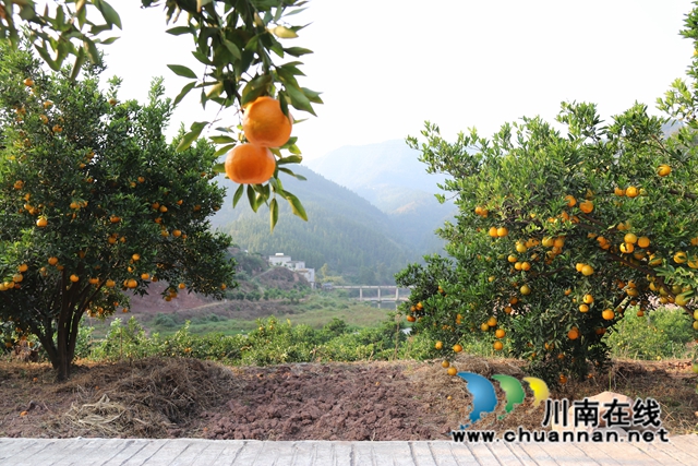 永吉椪柑 (6).jpg