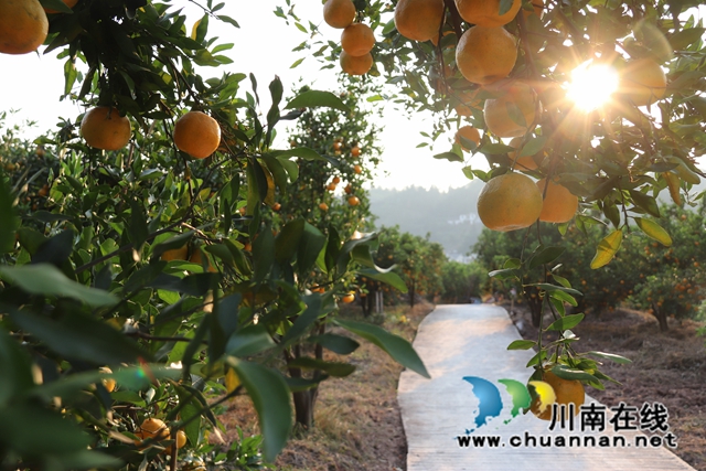 永吉椪柑 (8).jpg