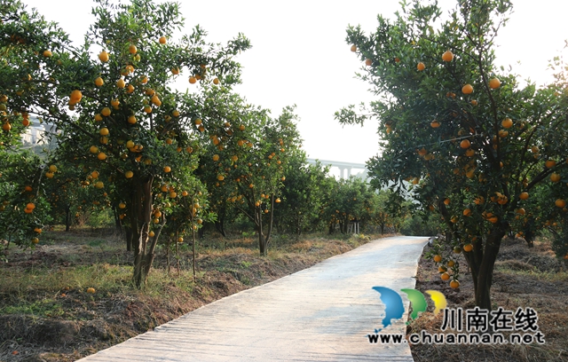 永吉椪柑 (7).jpg