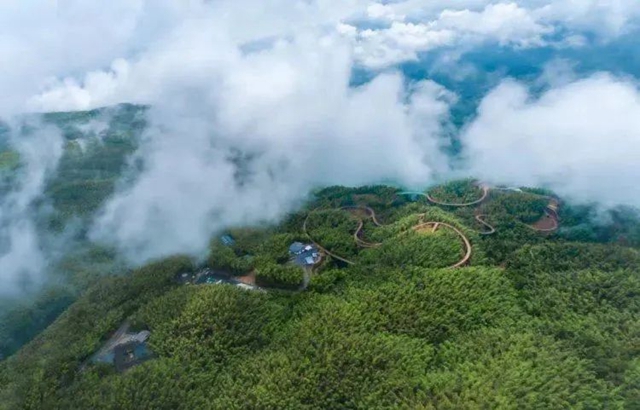 空气也能卖钱!宜宾完成全省首单竹林碳汇交易(图6) 6.jpg