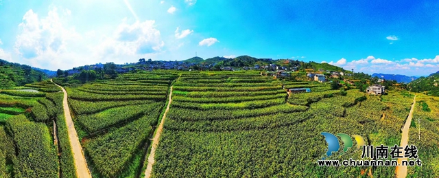 产业兴 安居乐 人才足|古蔺县:解锁群众幸福密码(图7) 二郎高粱.jpg