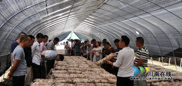 产业兴 安居乐 人才足|古蔺县:解锁群众幸福密码(图9) 菌菇培植技术培训.jpg