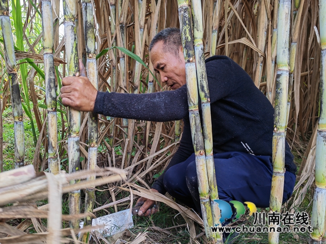 罗永辉砍甘蔗（曾佐然摄）.jpg