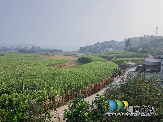 海潮镇甘蔗基地（曾佐然摄）.jpg