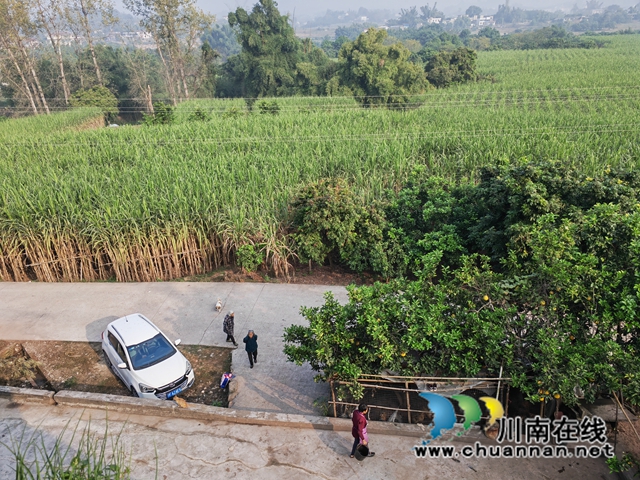 海潮镇红合村甘蔗基地（曾佐然摄）.jpg