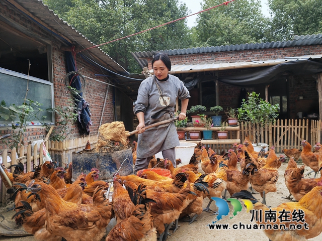 童琼为跑山鸡准备午餐（曾佐然摄）.jpg