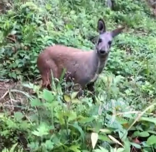 给野生动物临时的“家”!泸州首个市级野生动物收容救护点在合江成立(图2) 2.jpg