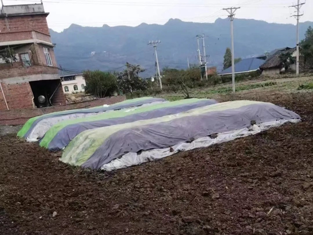 废秸秆怎么处理?泸州这个地方把它变成了有机肥(图2) 肥2.jpg