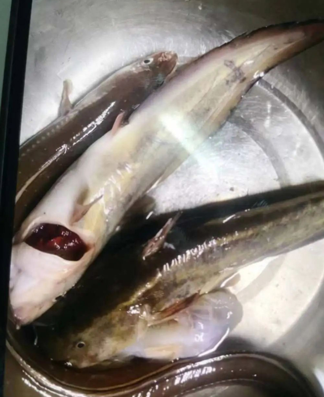 【提醒】扩散!这种鱼,有毒!(图2) 1-2.jpg