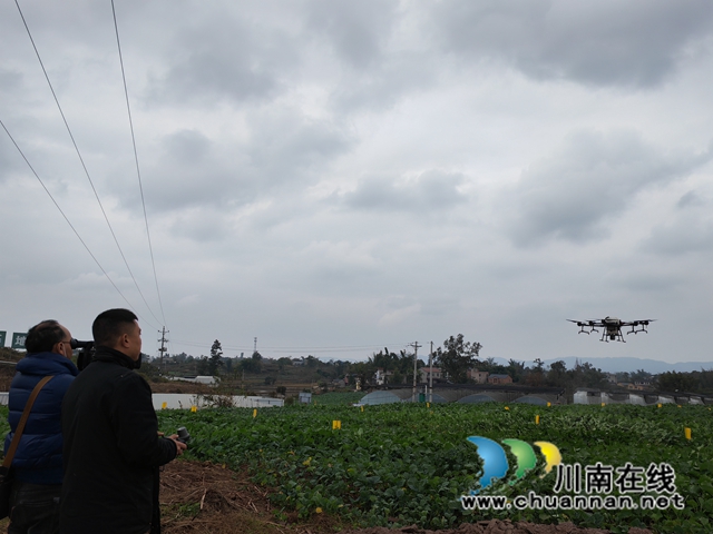 植保无人机飞防油菜病虫1（曾佐然摄）.jpg