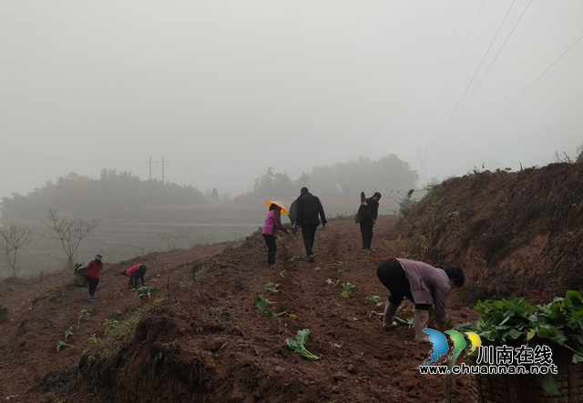 合江县榕山镇:乡贤主动作为,确保耕地“进出平衡”(图1) 地1.png