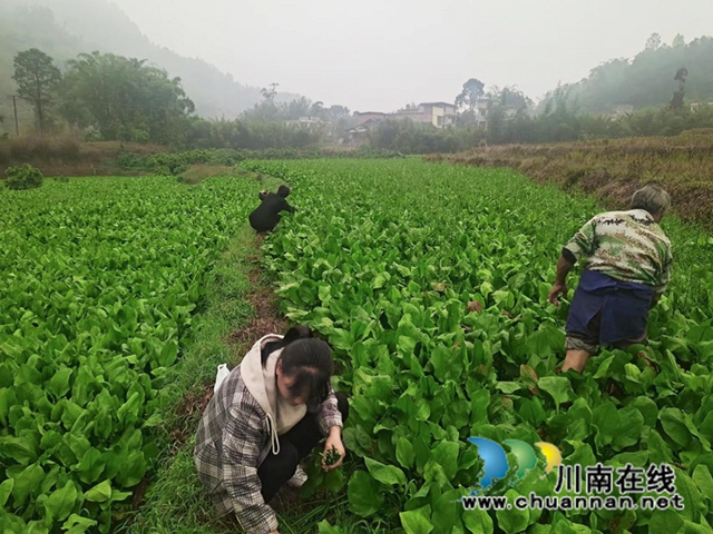 合江县凤鸣镇:药稻轮值效益好,“泽泻”产业助增收(图1) 1.jpg
