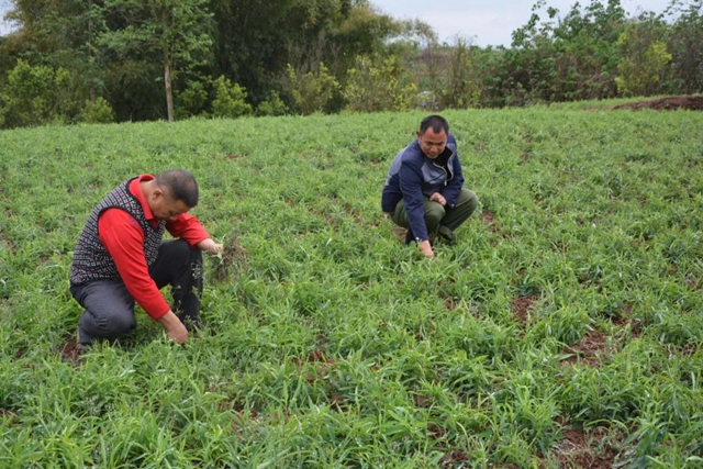 荣县:中药材种植为乡村振兴开“良方”(图3) 3.jpg
