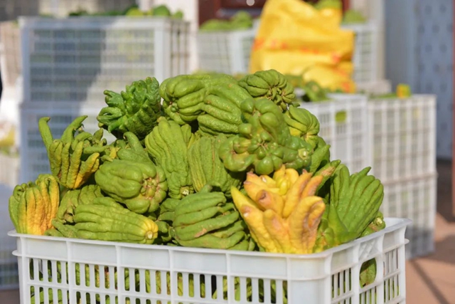 荣县:中药材种植为乡村振兴开“良方”(图6) 6.jpg