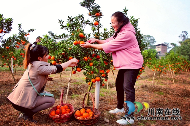 游客采摘柑橘—红美人 (2)_副本.jpg