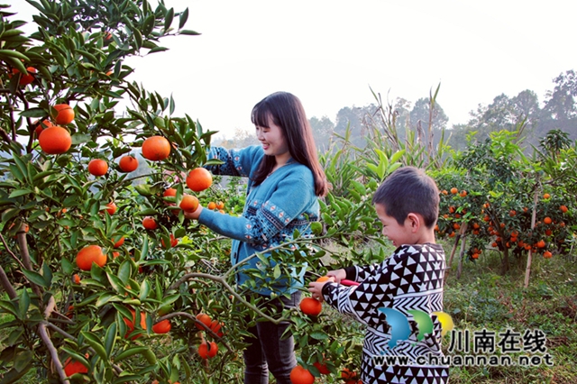 游客采摘柑橘—红美人_副本.jpg