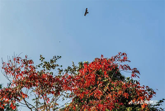 美得像童话!内江这里“红”了——(图6) 6.jpg