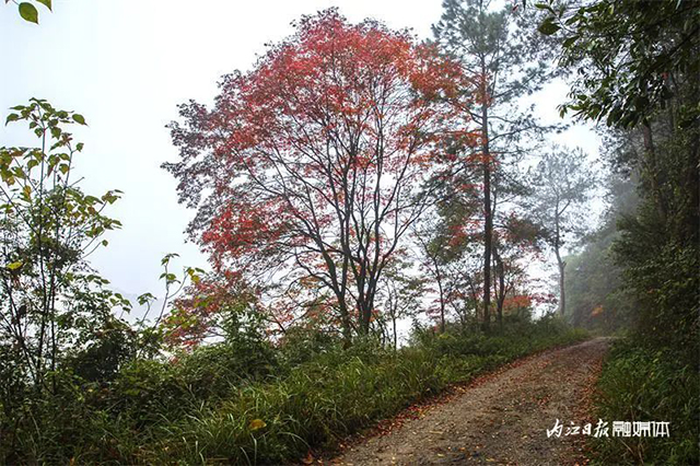 美得像童话!内江这里“红”了——(图7) 7.jpg