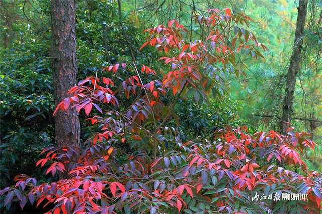 美得像童话!内江这里“红”了——(图9) 9.jpg