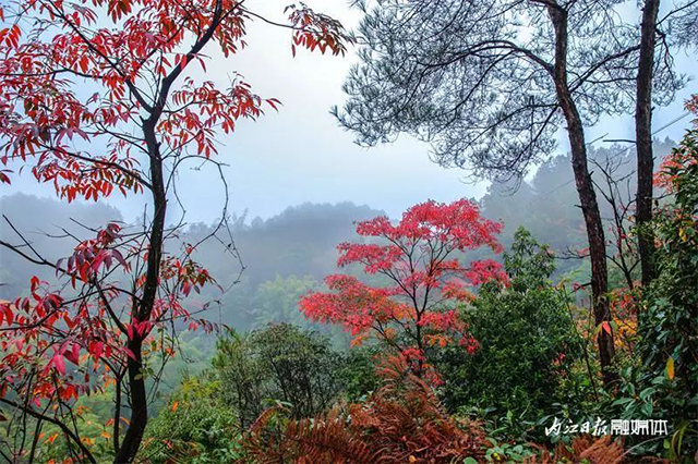 美得像童话!内江这里“红”了——(图10) 10.jpg