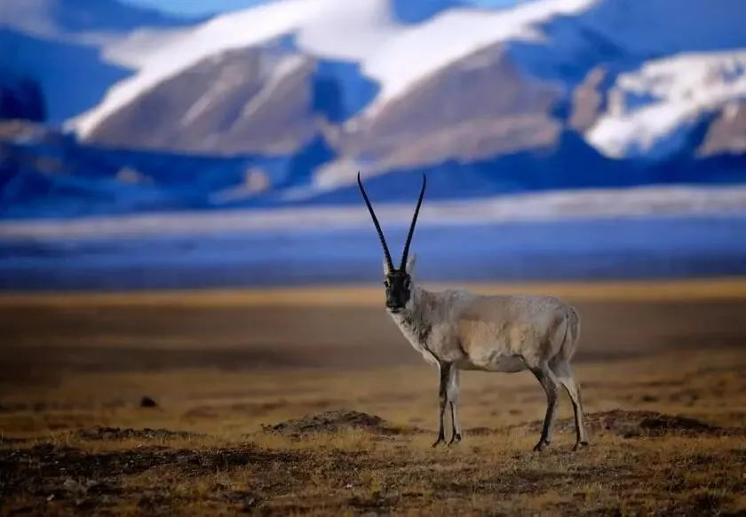 【航班快讯】12月20日起,泸州-三亚、泸州-西宁航班有序恢复!(图5) 5.png