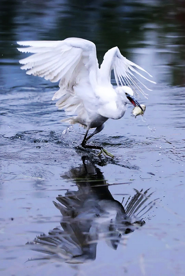 进来看“小精灵”!(图1) nEO_IMG_1.jpg