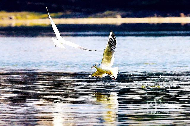 进来看“小精灵”!(图3) nEO_IMG_2.jpg