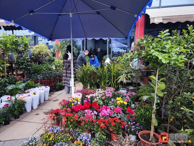 元旦假期,自贡文旅市场逐步复苏(图7) 7.jpg