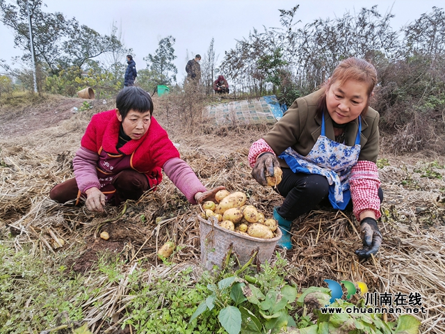 村民在稻草里收获土豆（曾佐然摄）.jpg