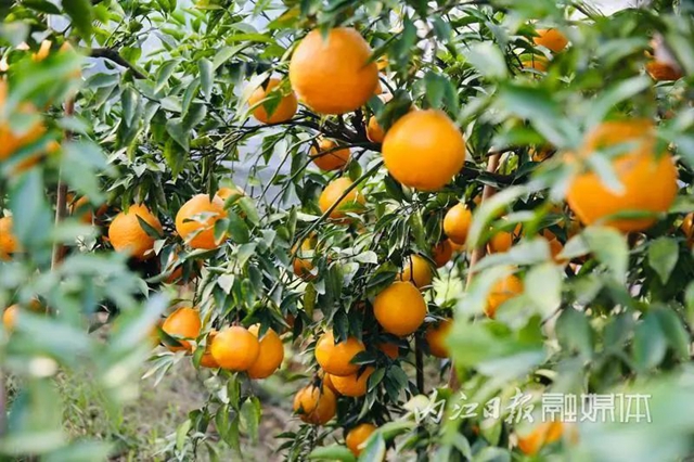 甜到心尖上!内江这里的春见柑橘等你来摘(图2) 2.jpg