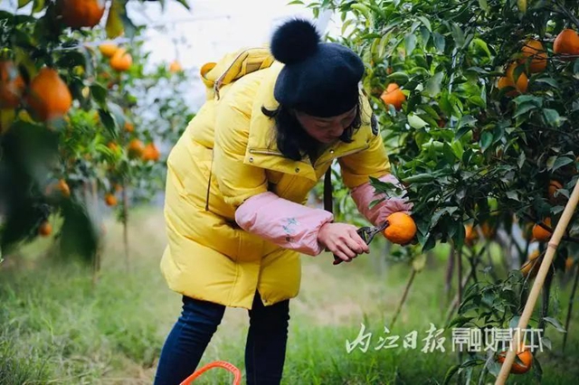 甜到心尖上!内江这里的春见柑橘等你来摘(图4) 4.jpg