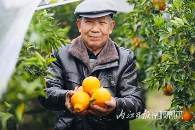 甜到心尖上!内江这里的春见柑橘等你来摘(图5) 5.jpg