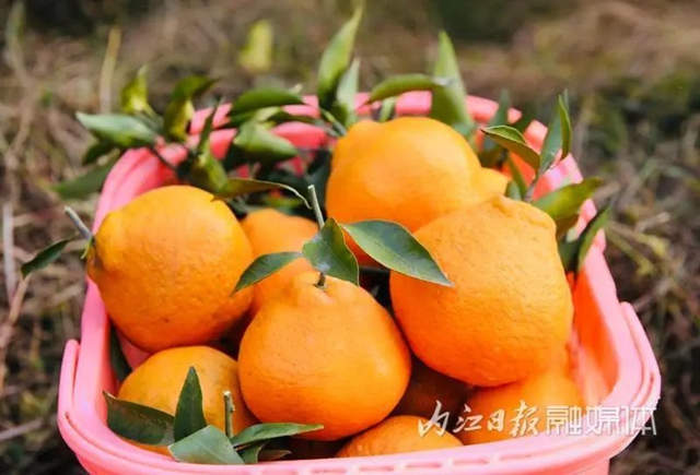 甜到心尖上!内江这里的春见柑橘等你来摘(图6) 6.jpg