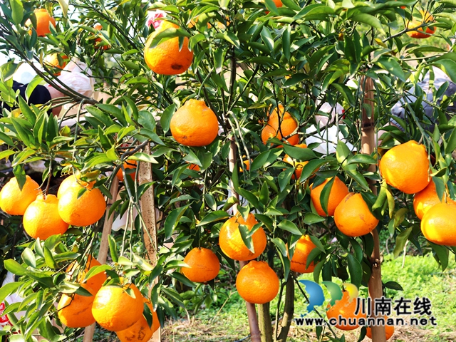 泸县立石镇:橘黄满园香,果农采摘忙(图1) IMG_4030_副本.jpg