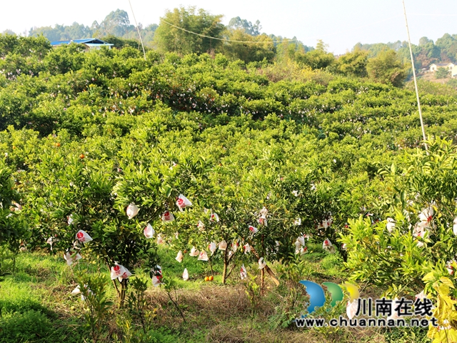 泸县立石镇:橘黄满园香,果农采摘忙(图2) IMG_4026_副本.jpg