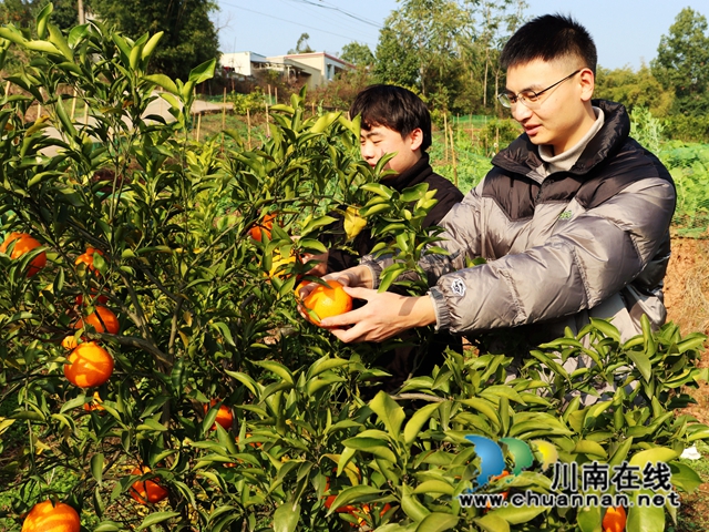 泸县立石镇:橘黄满园香,果农采摘忙(图3) IMG_4032_副本.jpg