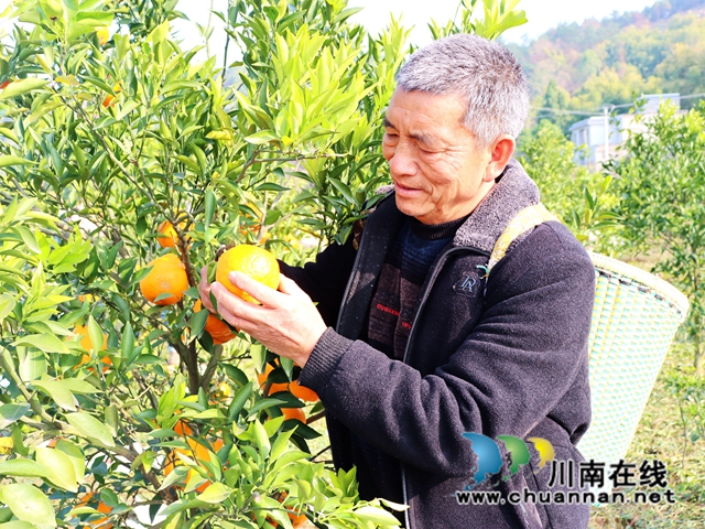 泸县立石镇:橘黄满园香,果农采摘忙(图5) IMG_4043_副本.jpg