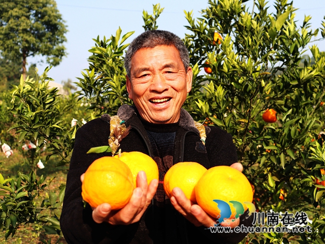 泸县立石镇:橘黄满园香,果农采摘忙(图6) IMG_4054_副本.jpg