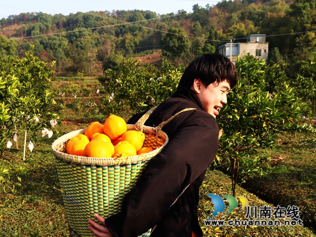 泸县立石镇:橘黄满园香,果农采摘忙(图7) IMG_4066_副本.jpg