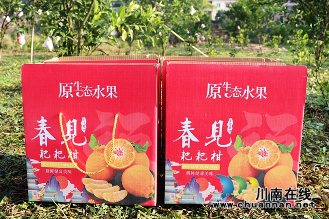 泸县立石镇:橘黄满园香,果农采摘忙(图8) IMG_4068_副本.jpg