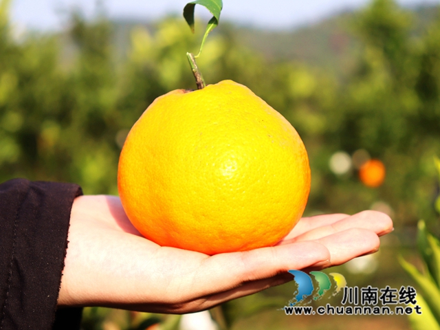 泸县立石镇:橘黄满园香,果农采摘忙(图11) IMG_4086_副本.jpg