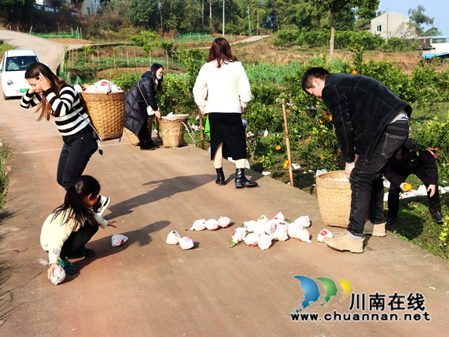 泸县立石镇:橘黄满园香,果农采摘忙(图9) IMG_4073_副本.jpg