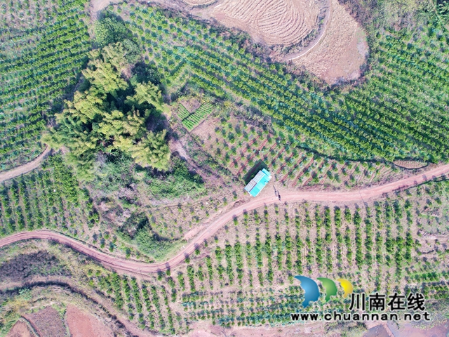 泸县立石镇:橘黄满园香,果农采摘忙(图12) IMG_4125.JPG.jpg