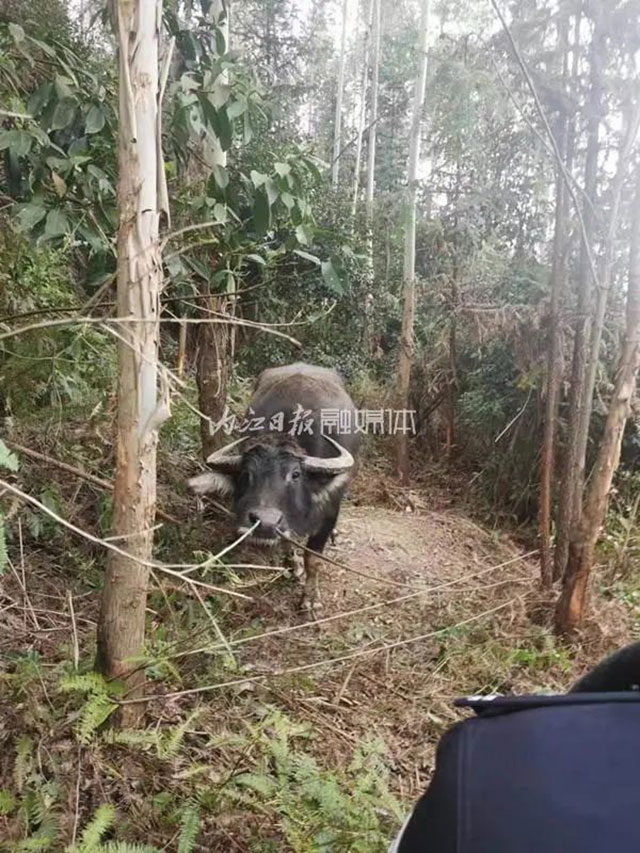 急!威远村民报警:“我养了十年的牛不见了!”……(图2) 2.jpg