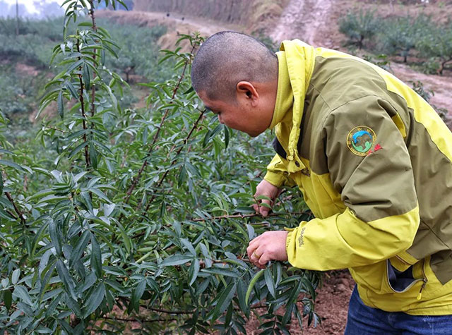 川渝边界行丨合江县：川渝企业合作，为乡村振兴“搭把手”