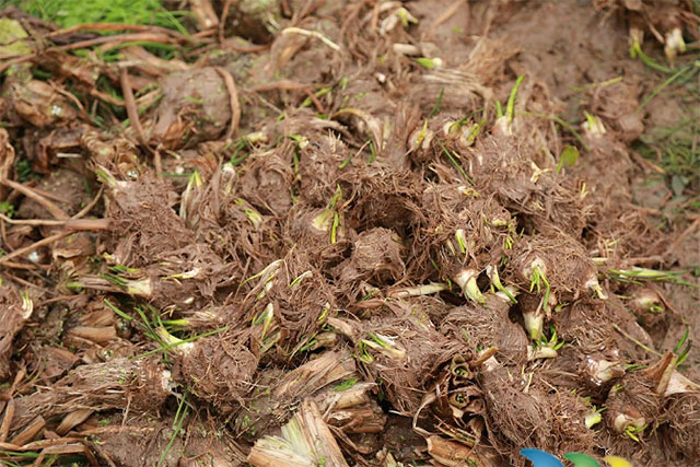 合江县凤鸣镇:稻药轮作效益好 百亩泽泻丰收忙(图1) 图片1.jpg
